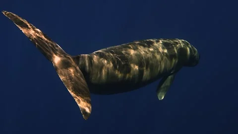 Moonlit Dugong Tail View Stock Footage 339788363