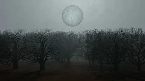 Moonlit Forest Stock Footage 46500567