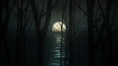 Moonlit Lake Through Forest Trees Silhouettes Motion Background Stock Footage 292923351