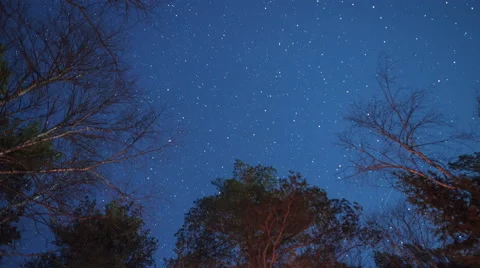 Moonlit night in the mountain forest Video stock 64900019