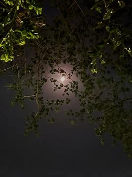 Moonlit night Stock Photos