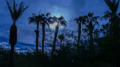 Moonlit Palm Trees Night Sky Silhouette Timelapse Stock Footage 44347390