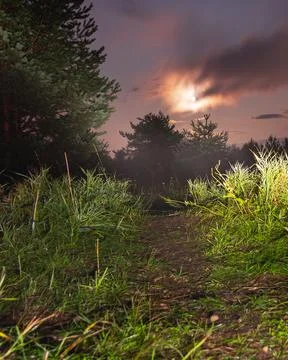 Moonlit Path Through the Forest Stock Photos