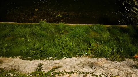 Moonlit River Tranquility Stock-Footage 296617470