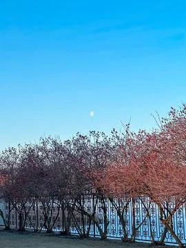 Moonlit Sky Over Bare Trees and Iron Fence Stock Photos