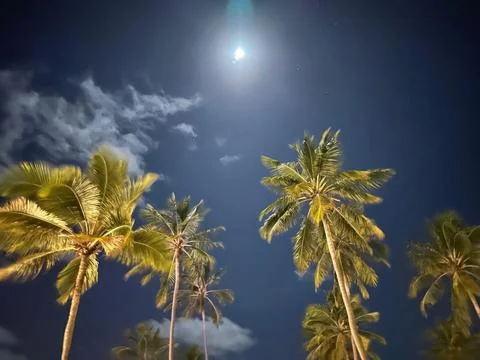 Moonlit tropical palm trees Stock Photos