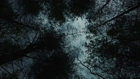 Moonlit view of tree tops in a forest canopy - smoothly rotating - stylised 06. Stock Footage 153819048