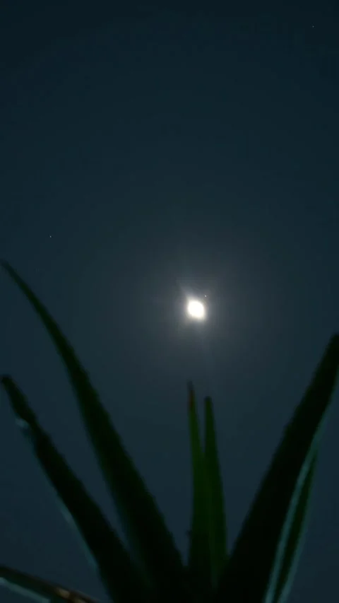 Moon–Mars Conjunction Setting with Aloe Vera Plant – Cosmic Timelapse Stock Footage 313558744