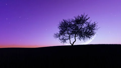 Moonrise on the background of a tree Stock Footage 93037113