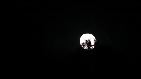 Moonrise From Behind Trees Night Timelapse  Stock Footage 43579113