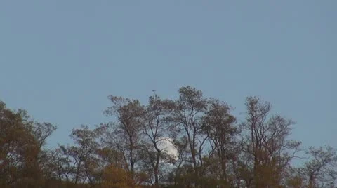 Moonrise Stock Footage 11743855