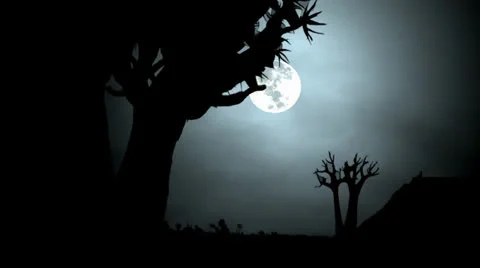 Moonrise in Forest Видео 25420365
