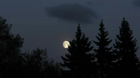 Moonrise, full moon through the trees Stock Footage