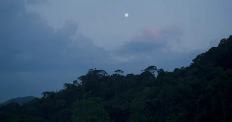 Moonrise over the jungle (rainforest) Stock Footage