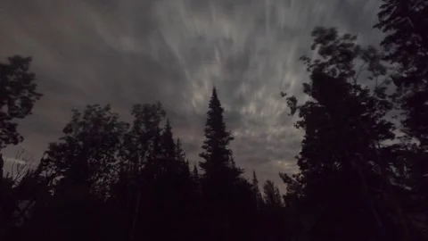 Moonrise over pine trees Stock Footage 249773003
