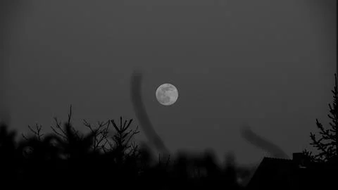 Moonrise over tree branches Foto stock