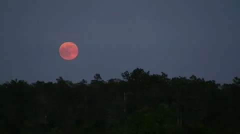 Moonrise Over Trees Stockbeeldmateriaal 10733113