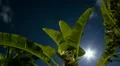 Moonrise through Banana Plant in the Tropics HD Footage