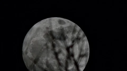 Moonrise timelapse on a summer's night behind tree branches. Video stock 73606713