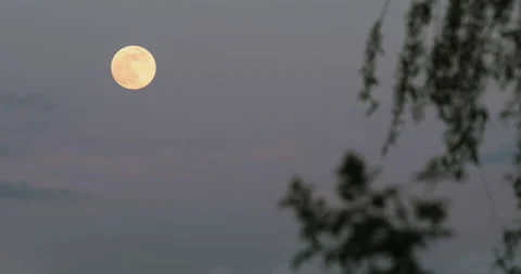 Moonrise with tree Stock Footage 165266395
