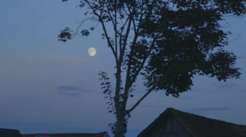 Moonrise With Tree - Timelaps (Canon Log) Видео 54467888
