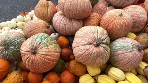 Moonscape Pumpkins atop a Diverse Harvest Display Stock Footage 287859686