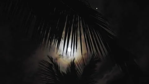 Moonshine in the jungle while close to the beach Stock Footage 259844750