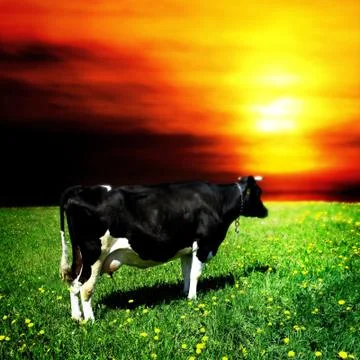 Mooo Stock Photos