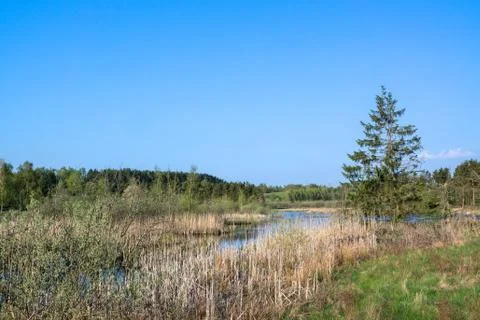 Moor in early spring Stock Photos