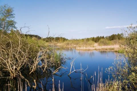Moor in early spring Stock Photos