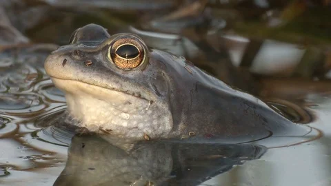 Moor frog Stock Footage 79037974