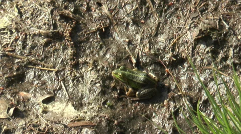 Moor frog jumping away Stock Footage 29672991