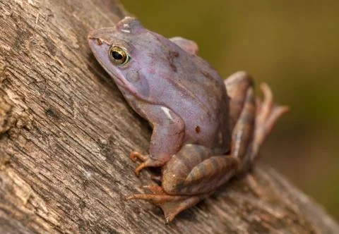 Moor frog Stock Photos