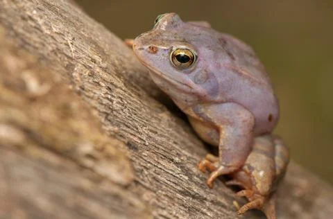 Moor frog Stock Photos