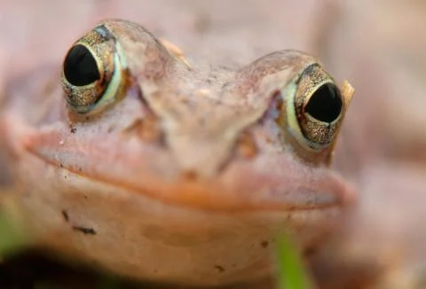 Moor frog Stock Photos