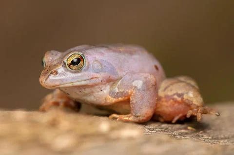 Moor frog Stock Photos