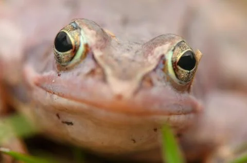 Moor frog Stock Photos