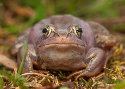 Moor frog Stock Photos
