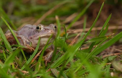 Moor frog Stock Photos