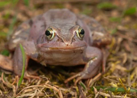 Moor frog Foto stock
