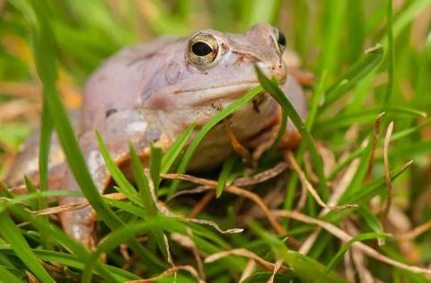Moor frog Stock Photos
