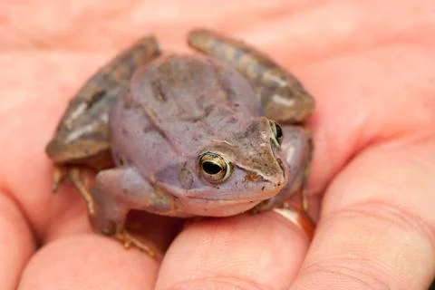 Moor frog Stock Photos