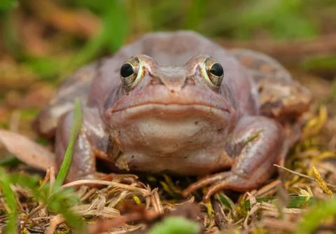 Moor frog Stock Photos