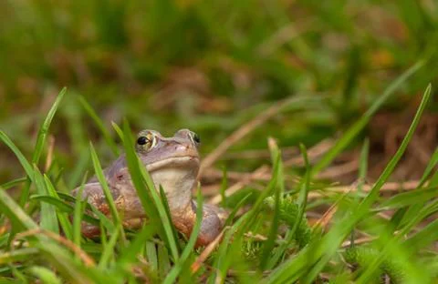 Moor frog Foto stock