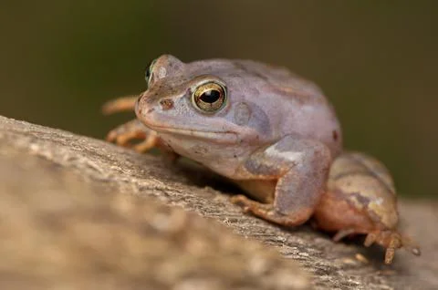 Moor frog Stock Photos