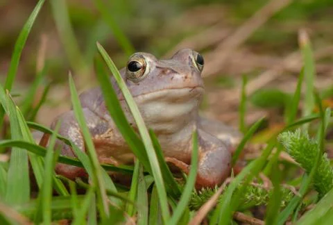 Moor frog Stock Photos