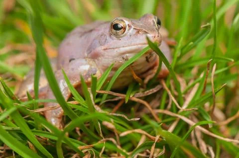 Moor frog Stock Photos