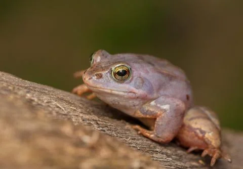 Moor frog Stock Photos