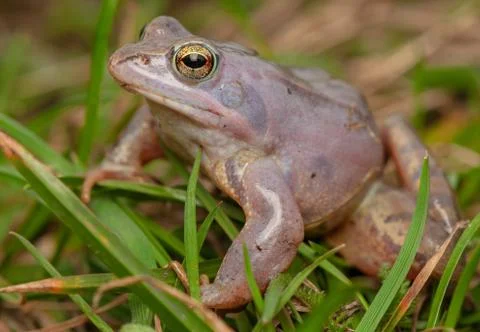 Moor frog Stock Photos
