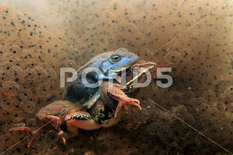 Moor frog Stock Photos
